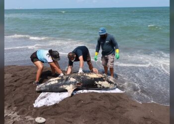 Apareció un delfín muerto en playas de Veracruz