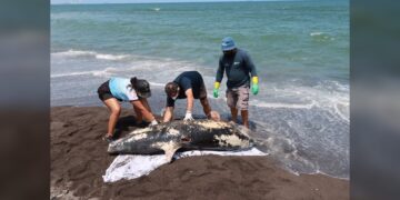 Apareció un delfín muerto en playas de Veracruz