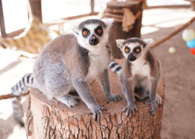 Gobierno Municipal invita a disfrutar Semana Santa en el Zoológico y Acuario de NLD