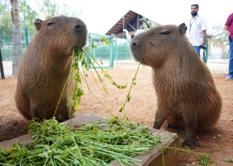 Gobierno Municipal invita a disfrutar Semana Santa en el Zoológico y Acuario de NLD