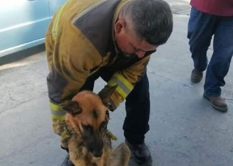 Impulsa Gobierno de Altamira el bienestar animal