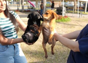 Invita Gobierno de NLD a dar un hogar a perros y gatos rescatados en Feria de Adopciones