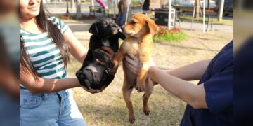 Invita Gobierno de NLD a dar un hogar a perros y gatos rescatados en Feria de Adopciones
