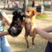 Invita Gobierno de NLD a dar un hogar a perros y gatos rescatados en Feria de Adopciones
