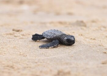 Llega el 15 de marzo la temporada de anidación de tortuga lora en Tamaulipas