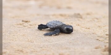 Llega el 15 de marzo la temporada de anidación de tortuga lora en Tamaulipas