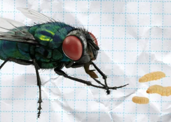 70 millones de moscas estériles por semana combaten gusano barrenador en Tamaulipas