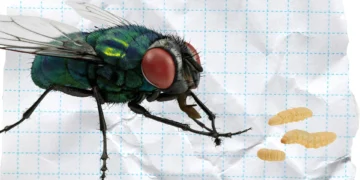 70 millones de moscas estériles por semana combaten gusano barrenador en Tamaulipas