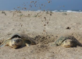Preparan operativos en playas por arribo de tortugas durante Semana Santa