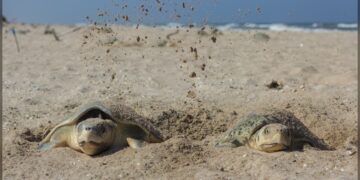 Preparan operativos en playas por arribo de tortugas durante Semana Santa