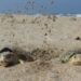 Preparan operativos en playas por arribo de tortugas durante Semana Santa