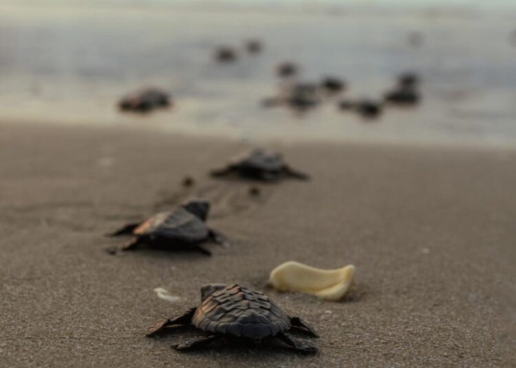 Registra Tamaulipas 1.ª anidación de tortuga lora de la temporada 2026