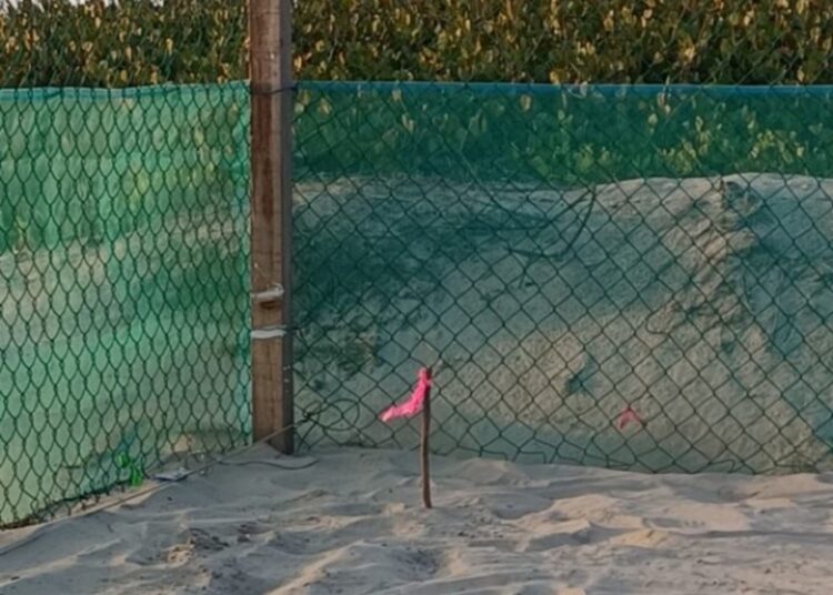 Registra Tamaulipas 1.ª anidación de tortuga lora de la temporada 2026