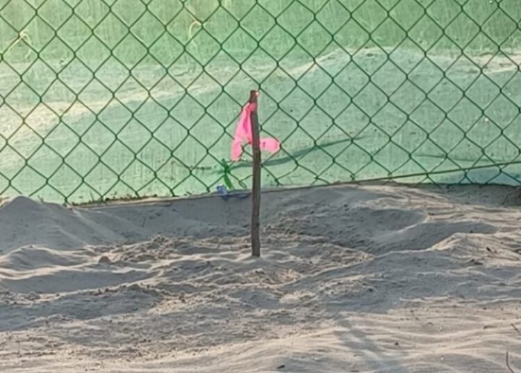 Registra Tamaulipas 1.ª anidación de tortuga lora de la temporada 2026