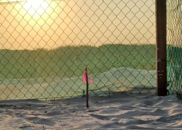 Registra Tamaulipas 1.ª anidación de tortuga lora de la temporada 2026