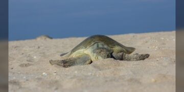 Registra Tamaulipas 1.ª anidación de tortuga lora de la temporada 2026