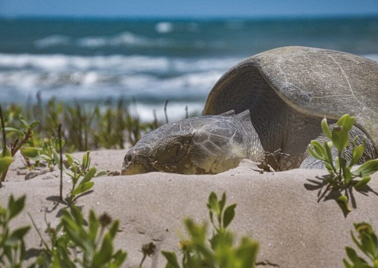 Avanza temporada de anidación de tortuga lora; suman más de 16 mil huevos protegidos