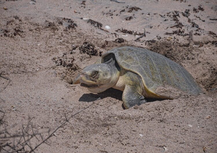 Avanza temporada de anidación de tortuga lora; suman más de 16 mil huevos protegidos