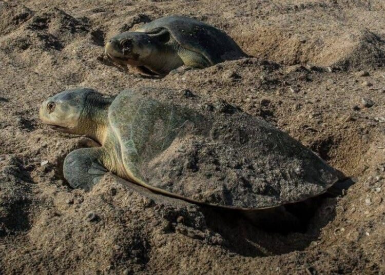 Avanza temporada de anidación de tortuga lora; suman más de 16 mil huevos protegidos