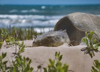 Avanza temporada de anidación de tortuga lora; suman más de 16 mil huevos protegidos