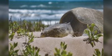 Avanza temporada de anidación de tortuga lora; suman más de 16 mil huevos protegidos