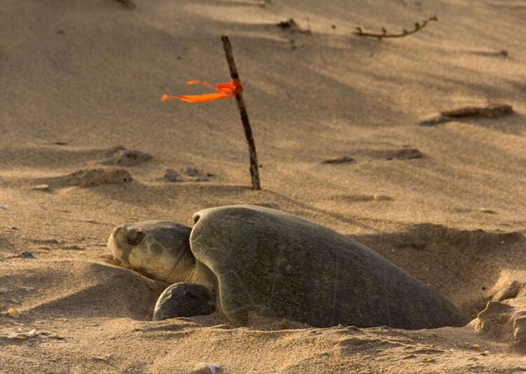 Continúa temporada de anidación de tortuga lora