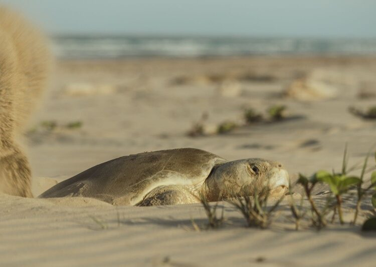 Continúa temporada de anidación de tortuga lora