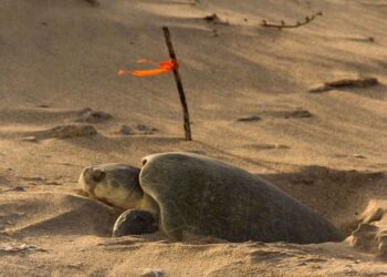 Continúa temporada de anidación de tortuga lora