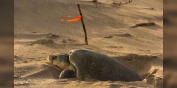 Continúa temporada de anidación de tortuga lora