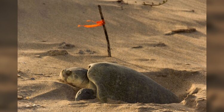 Continúa temporada de anidación de tortuga lora