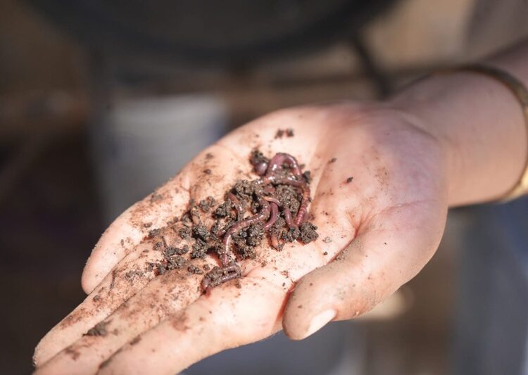 Desarrolla la UAT biofertilizantes líquidos a partir de lombricomposta