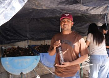 Desarrolla la UAT biofertilizantes líquidos a partir de lombricomposta