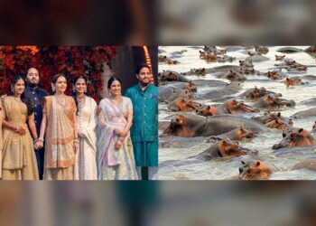 Hipopótamos de Pablo Escobar podrían ir a India