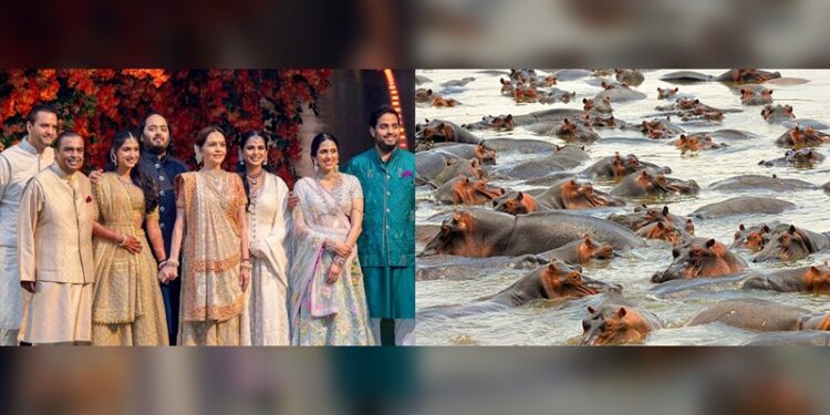 Hipopótamos de Pablo Escobar podrían ir a India