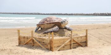 Instala Gobierno de Altamira gran figura de ‘Tortuga Lora’ en playa Tesoro