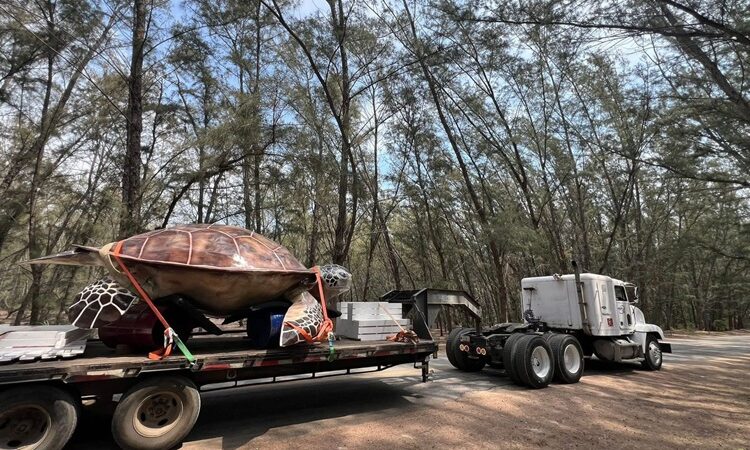 Instala Gobierno de Altamira gran figura de ‘Tortuga Lora’ en playa Tesoro