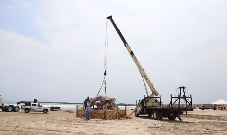 Instala Gobierno de Altamira gran figura de ‘Tortuga Lora’ en playa Tesoro