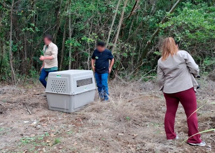 Liberan animales en la ‘Reserva de la Biosfera El Cielo’ en Tamaulipas