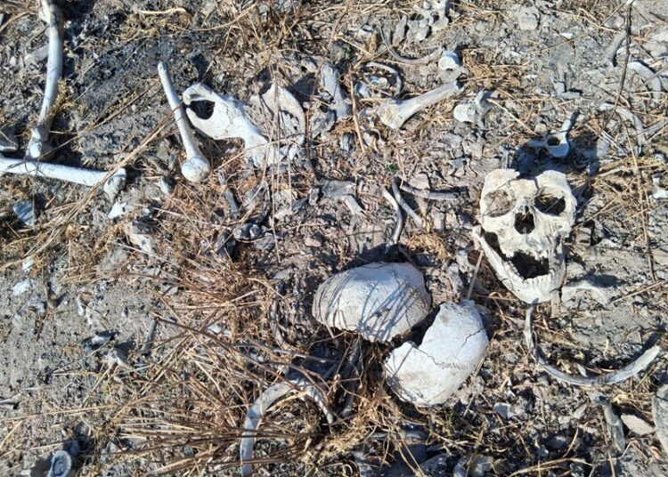 Localiza colectivo más restos humanos en Reynosa