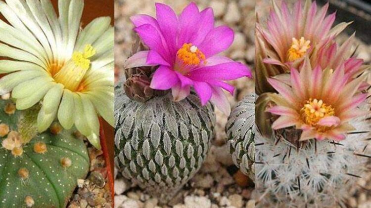 22 de abril, ‘Día de la Tierra’ 2026