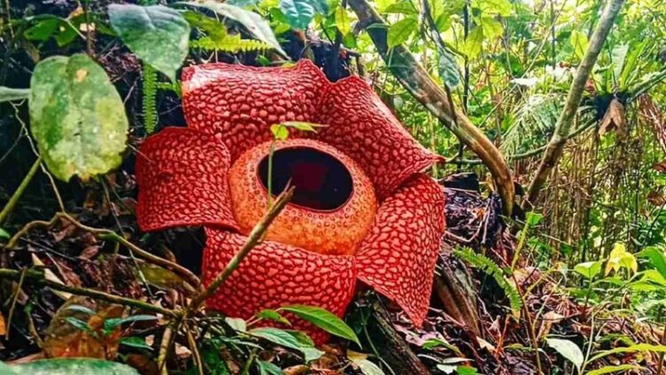 22 de abril, ‘Día de la Tierra’ 2026