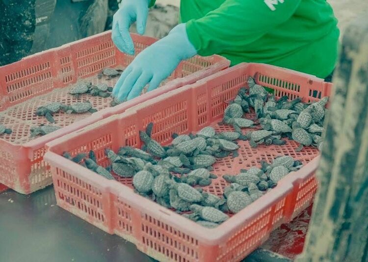 Playas tamaulipecas se consolidan como destinos competitivos en el Golfo de México