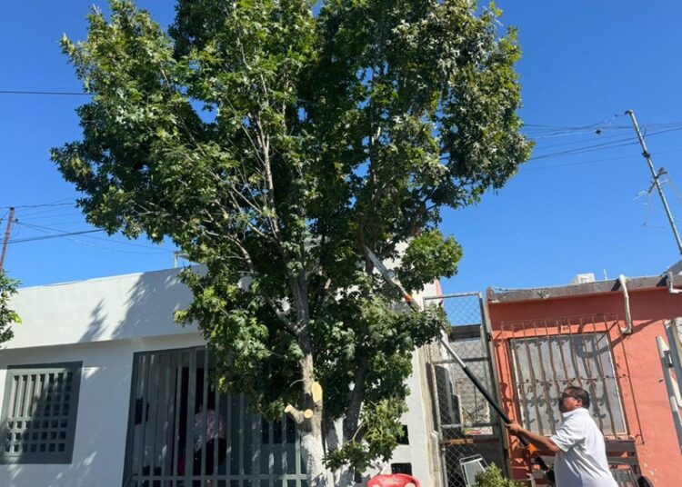 Regula Gobierno de NLD la tala de árboles y llama a prevenir sanciones