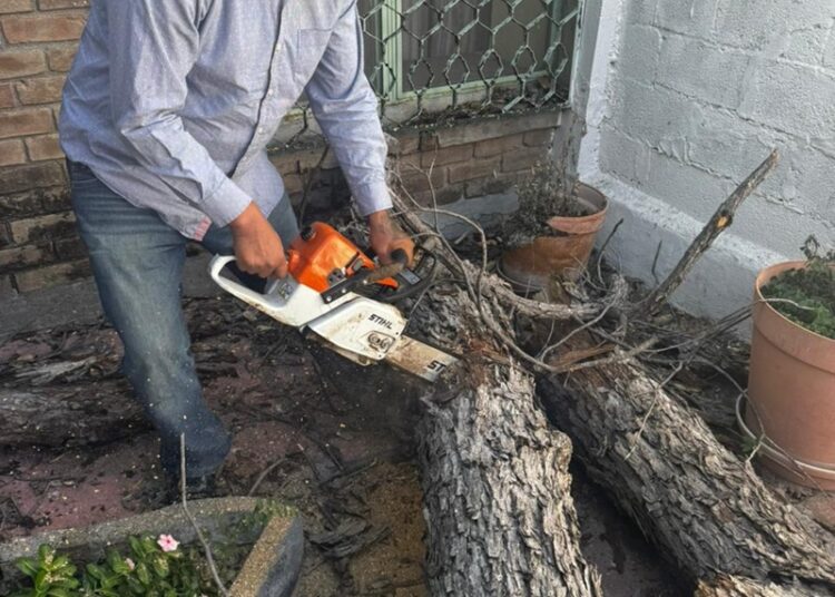 Regula Gobierno de NLD la tala de árboles y llama a prevenir sanciones