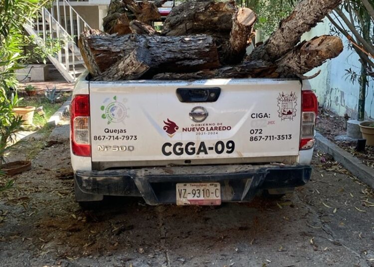 Regula Gobierno de NLD la tala de árboles y llama a prevenir sanciones