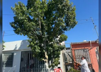 Regula Gobierno de NLD la tala de árboles y llama a prevenir sanciones