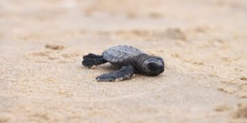 Descartan que residuos de hidrocarburos amenacen llegada de tortuga lora a Tamaulipas