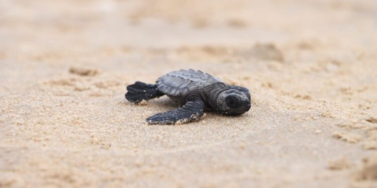 Descartan que residuos de hidrocarburos amenacen llegada de tortuga lora a Tamaulipas