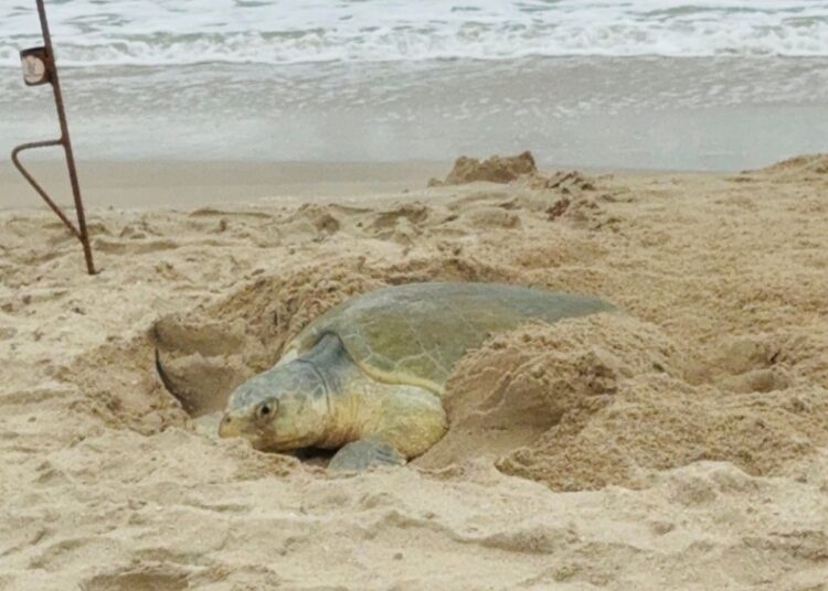 Supera Tamaulipas los 222 mil huevos de tortuga lora protegidos