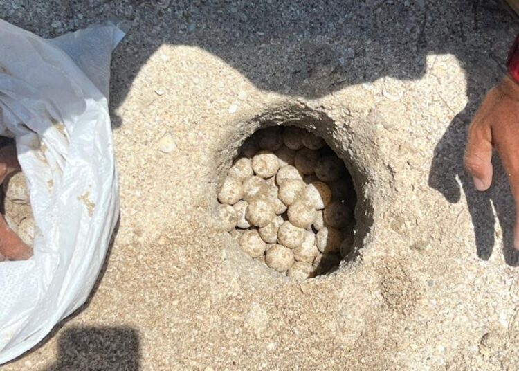 Supera Tamaulipas los 222 mil huevos de tortuga lora protegidos